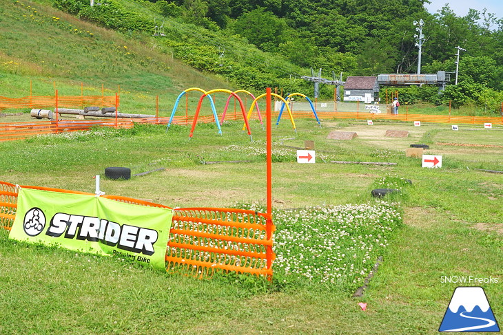 北海道最大級、213万輪のゆりの花！『オーンズ春香山ゆり園』